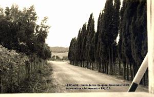 Palica - Le Telagh 002